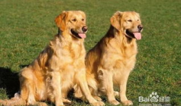金毛犬训练方法视频,跟随视频轻松掌握训练技巧