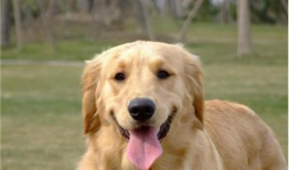 金毛犬训练方法视频,跟随视频轻松掌握训练技巧