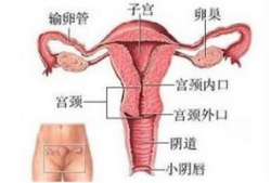 操阴道视频