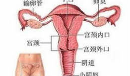 操阴道视频
