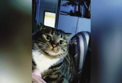 猫视频,猫视频里的趣味瞬间